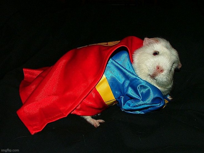 Super Guinea Pig | image tagged in super guinea pig | made w/ Imgflip meme maker