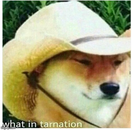 What in tarnation | image tagged in what in tarnation | made w/ Imgflip meme maker