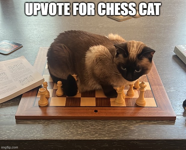 Thought process | UPVOTE FOR CHESS CAT | image tagged in cute cat,chess | made w/ Imgflip meme maker