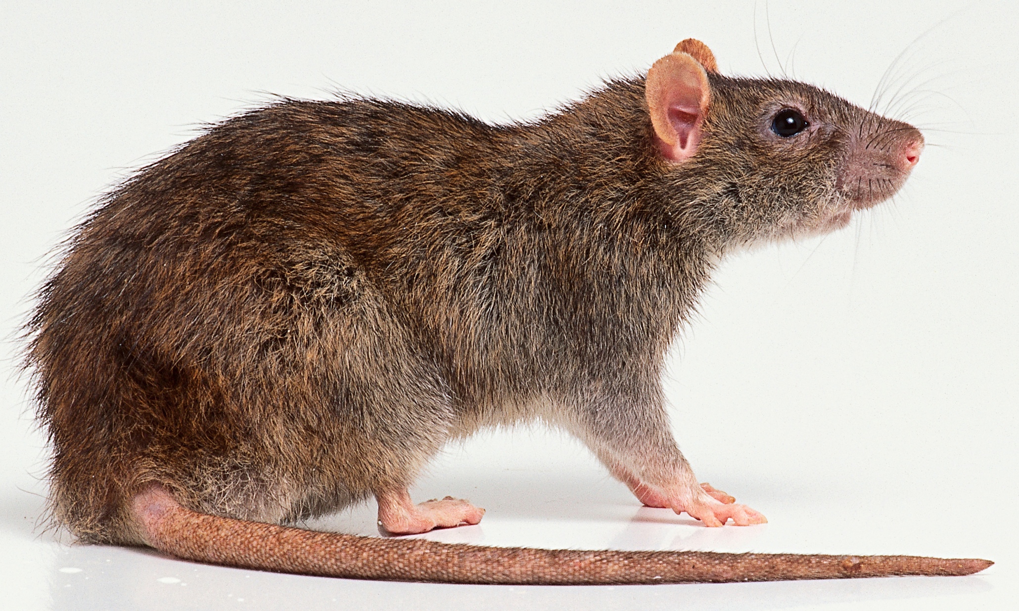 Rat Blank Meme Template
