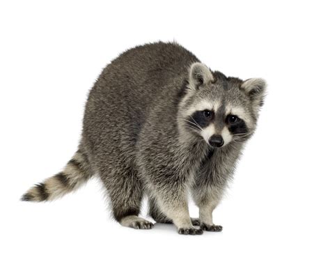 Raccoon Blank Meme Template