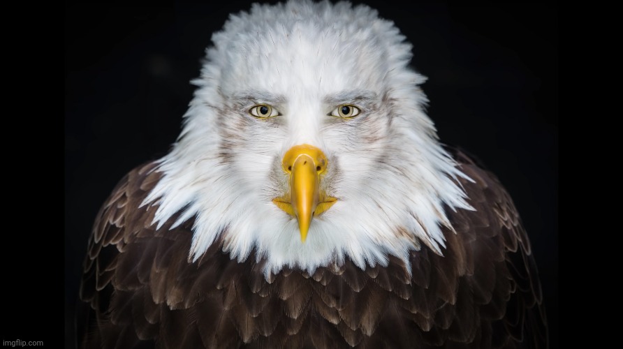 locked in eagle | image tagged in eagle,locked in | made w/ Imgflip meme maker