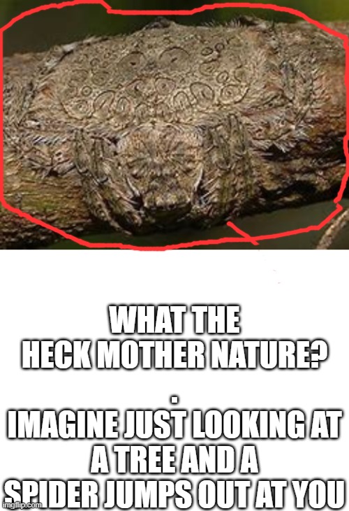 Wrap spider :0 | WHAT THE HECK MOTHER NATURE?
.
IMAGINE JUST LOOKING AT A TREE AND A SPIDER JUMPS OUT AT YOU | image tagged in blank white template | made w/ Imgflip meme maker