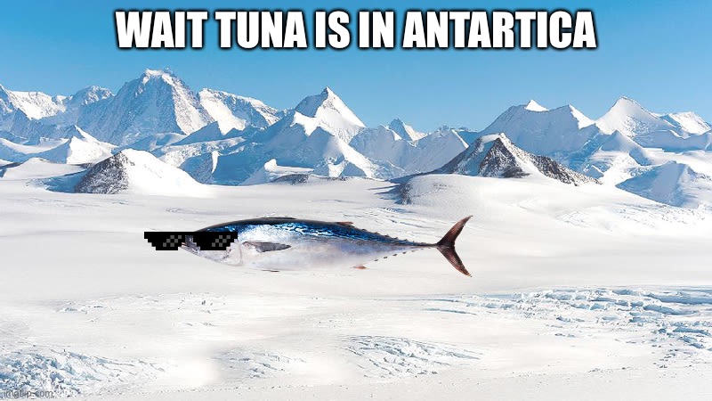 TUNA YOU SILLY FISH! | WAIT TUNA IS IN ANTARTICA | image tagged in antarctica,tuna get back into your room rn | made w/ Imgflip meme maker