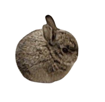 smol bun Blank Meme Template