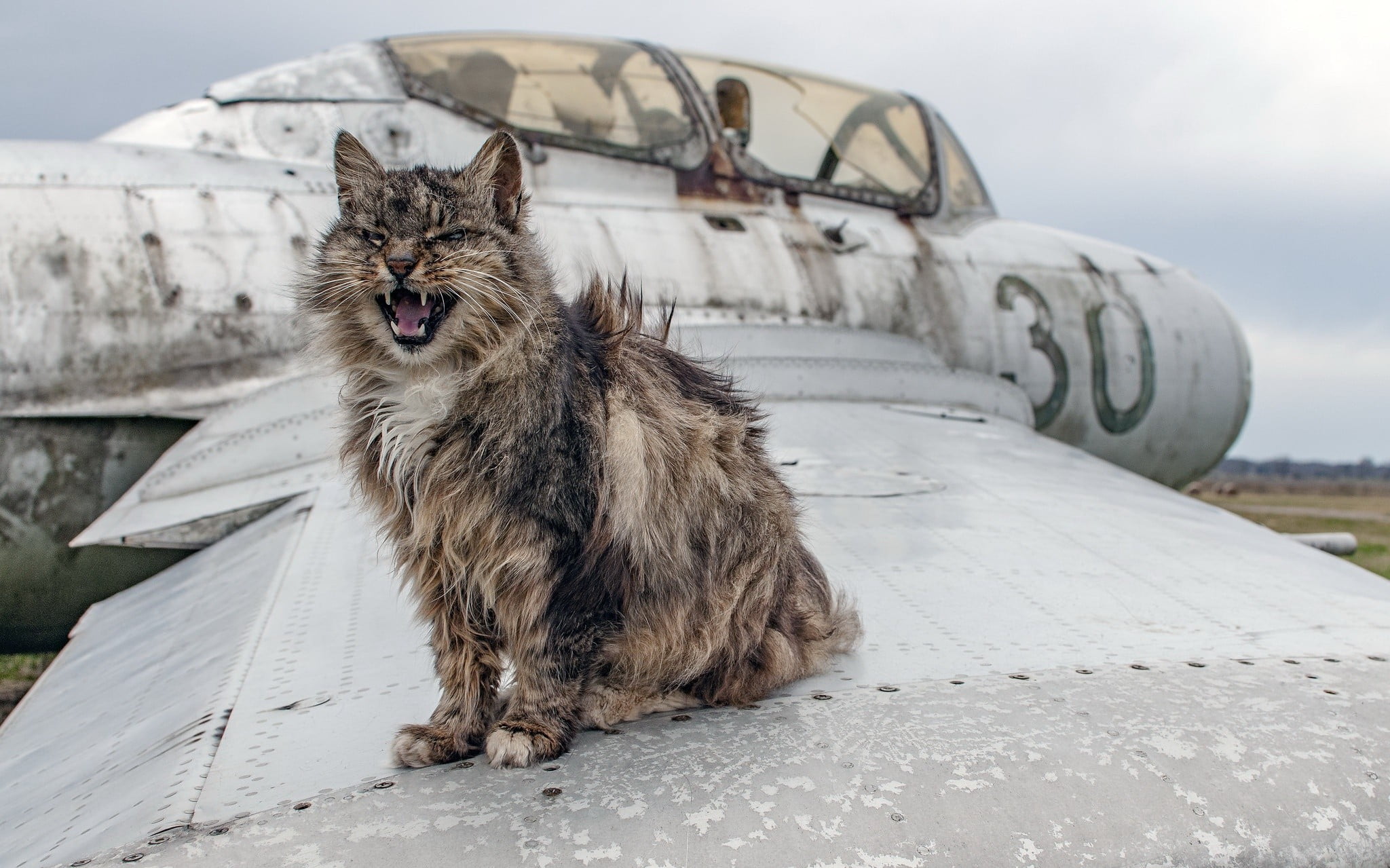 Cat Plane Blank Meme Template