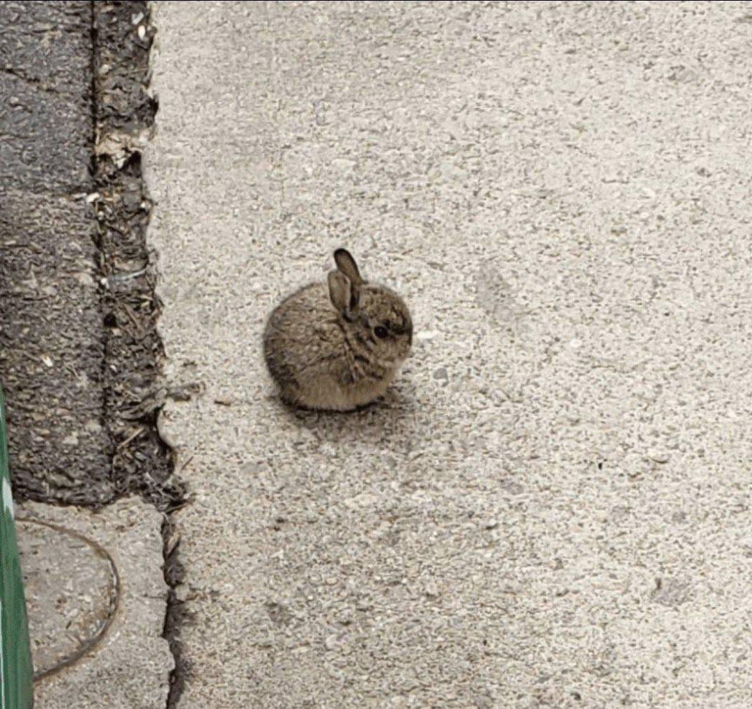 smol bun Blank Meme Template