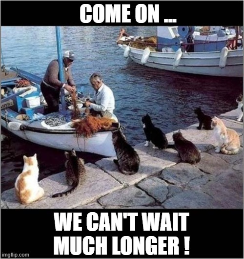 Hungry Cats On The Quayside ! | COME ON ... WE CAN'T WAIT MUCH LONGER ! | image tagged in cats,hungry,fishing | made w/ Imgflip meme maker