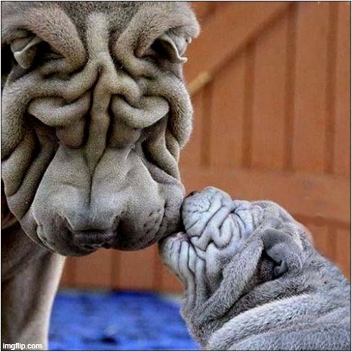 Wrinkles ! | image tagged in dogs,shar pei,wrinkles | made w/ Imgflip meme maker