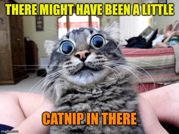 Catnipped | THERE MIGHT HAVE BEEN A LITTLE CATNIP IN THERE | image tagged in catnipped | made w/ Imgflip meme maker