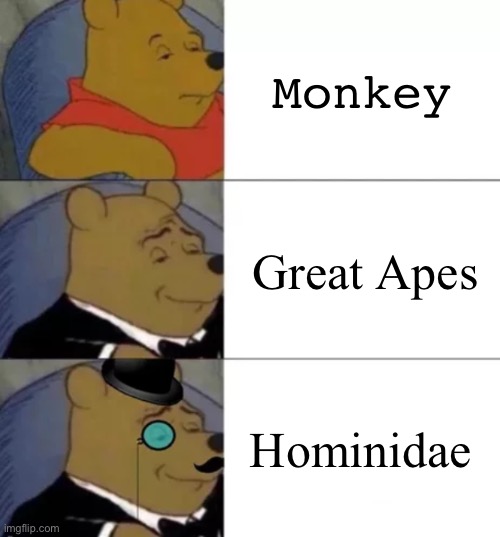 Monkeys, am I right? | Monkey; Great Apes; Hominidae | image tagged in fancy pooh,monkey,science | made w/ Imgflip meme maker