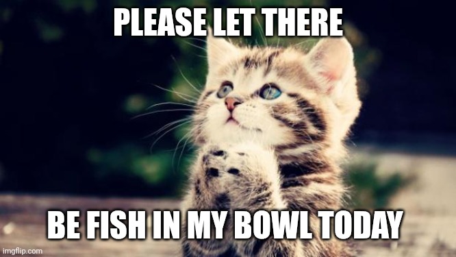 Fish | PLEASE LET THERE; BE FISH IN MY BOWL TODAY | image tagged in cute kitten | made w/ Imgflip meme maker