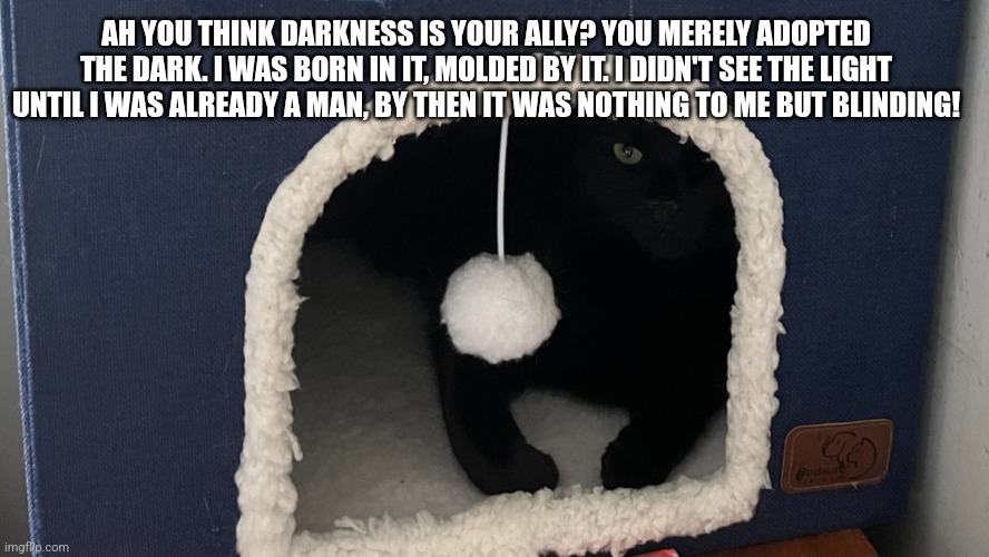 Cats | AH YOU THINK DARKNESS IS YOUR ALLY? YOU MERELY ADOPTED THE DARK. I WAS BORN IN IT, MOLDED BY IT. I DIDN'T SEE THE LIGHT UNTIL I WAS ALREADY A MAN, BY THEN IT WAS NOTHING TO ME BUT BLINDING! | image tagged in bane | made w/ Imgflip meme maker