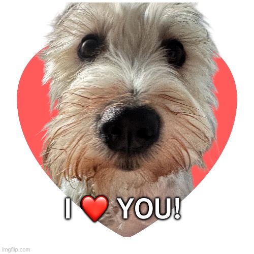 I ❤️ YOU! | image tagged in i love you,love,valentines day | made w/ Imgflip meme maker