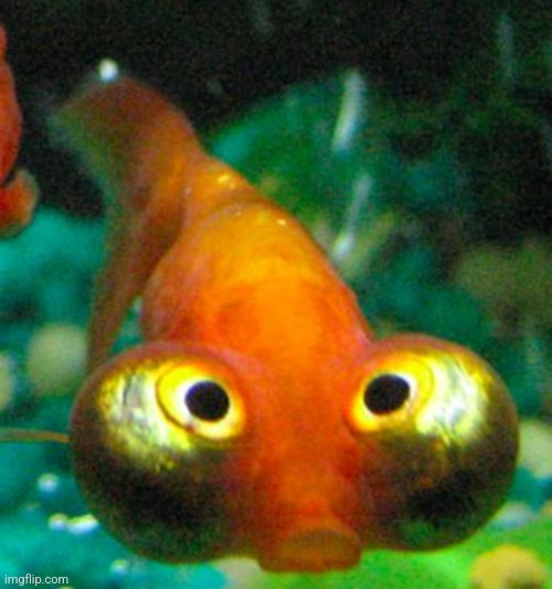 bug eye guppy | image tagged in bug eye guppy | made w/ Imgflip meme maker