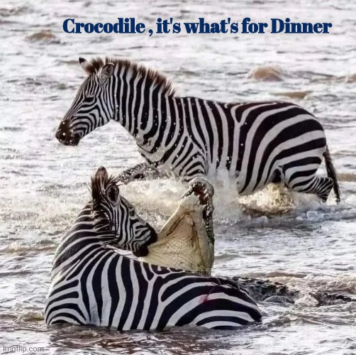 Go Zebras Go | Crocodile , it's what's for Dinner | image tagged in zebra,the most interesting man in yhe jungle,king,well yes but actually no,seafood | made w/ Imgflip meme maker