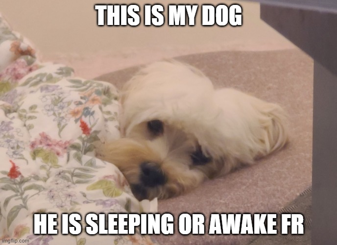 no repost | THIS IS MY DOG; HE IS SLEEPING OR AWAKE FR | image tagged in no repost | made w/ Imgflip meme maker