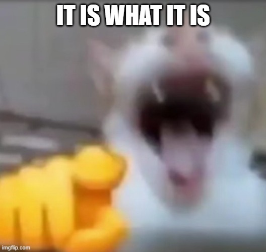 Cat pointing and laughing | IT IS WHAT IT IS | image tagged in cat pointing and laughing | made w/ Imgflip meme maker