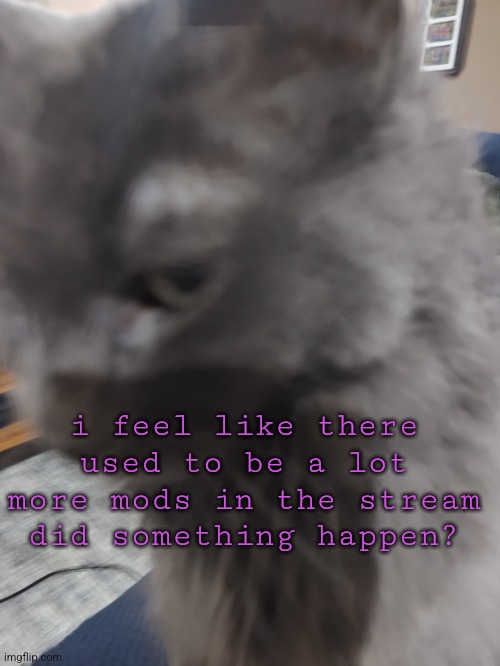 ⠀ | i feel like there used to be a lot more mods in the stream did something happen? | image tagged in 32's cat | made w/ Imgflip meme maker