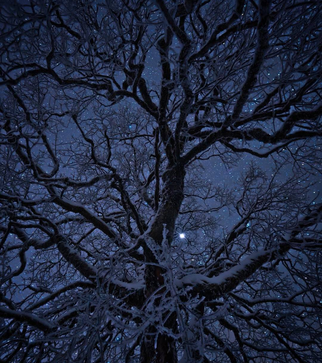 Wintertime Tree. Blank Meme Template