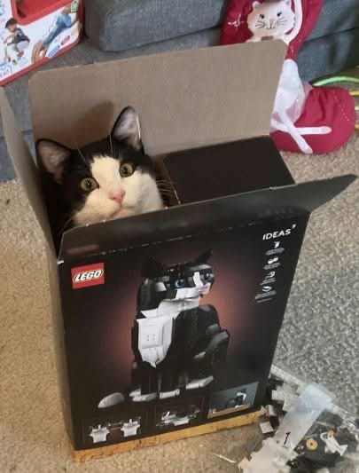 Cat in da Box Blank Meme Template