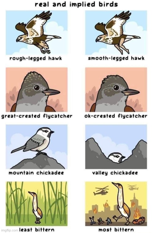 Shamelessly stolen | image tagged in birds | made w/ Imgflip meme maker