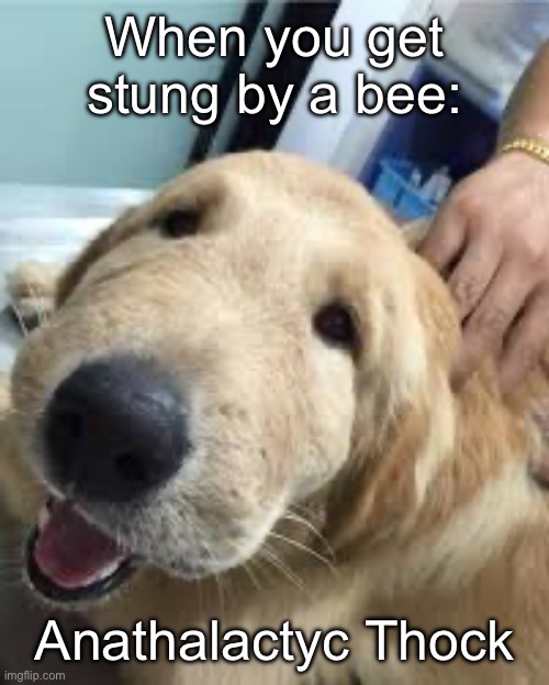 Bee Thting | When you get stung by a bee:; Anathalactyc Thock | image tagged in bees,sting,doggo,dog,allergies,anaphylaxis | made w/ Imgflip meme maker