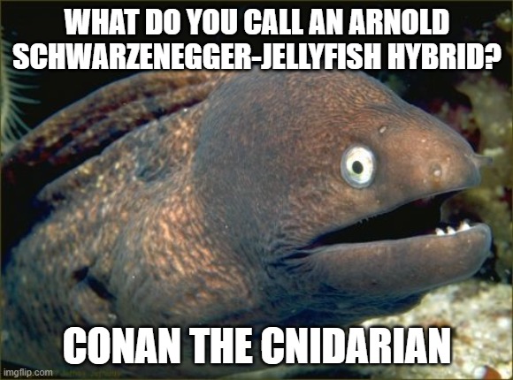 Bad Joke Eel Meme | WHAT DO YOU CALL AN ARNOLD SCHWARZENEGGER-JELLYFISH HYBRID? CONAN THE CNIDARIAN | image tagged in memes,bad joke eel,jellyfish,arnold schwarzenegger | made w/ Imgflip meme maker