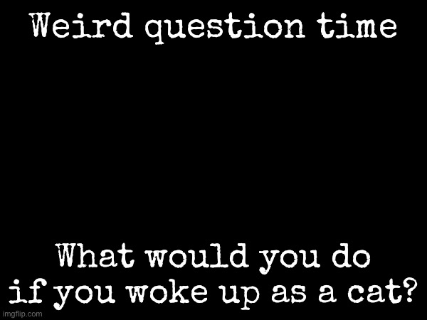 Weird question time | Weird question time; What would you do if you woke up as a cat? | image tagged in msmg,cat | made w/ Imgflip meme maker