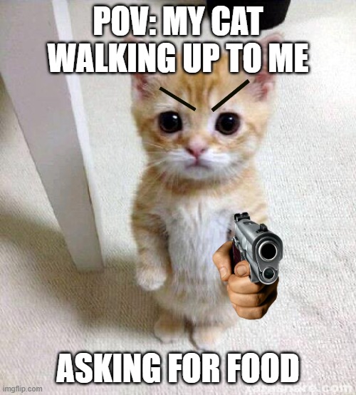 macho gato | POV: MY CAT WALKING UP TO ME; ASKING FOR FOOD | image tagged in memes,cute cat,el macho,gato | made w/ Imgflip meme maker