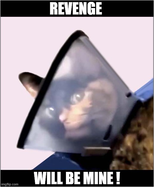 The Cone Of Shame ! | REVENGE; WILL BE MINE ! | image tagged in cats,cone,revenge | made w/ Imgflip meme maker