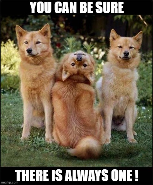 Taking A Group Photo ? | YOU CAN BE SURE; THERE IS ALWAYS ONE ! | image tagged in dogs,photo,always one | made w/ Imgflip meme maker