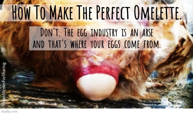 Animals Are Not Ours To Exploit | image tagged in vegan,veganism,vegetarian,eggs,dairy,omelettes | made w/ Imgflip meme maker