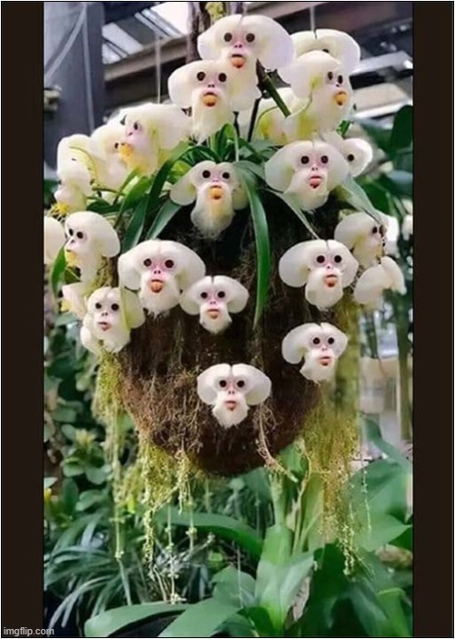 The Monkey Orchid(Dracula Simia) | image tagged in monkey,orchid | made w/ Imgflip meme maker