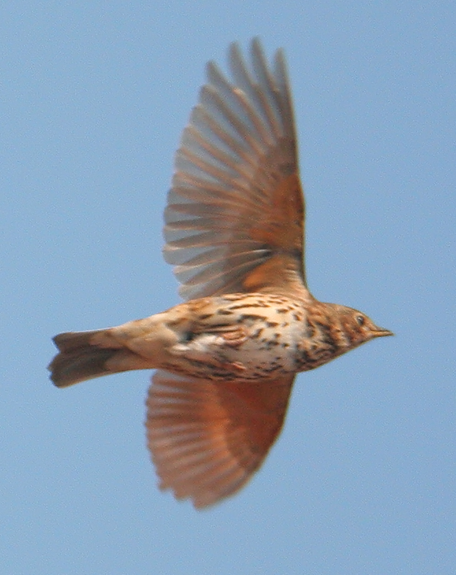 High Quality Flying thrush Blank Meme Template