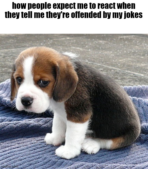 like boo fucking hoo, how about I take your ass to the Thames and you can cry me a second one | how people expect me to react when they tell me they're offended by my jokes | image tagged in sad dog | made w/ Imgflip meme maker