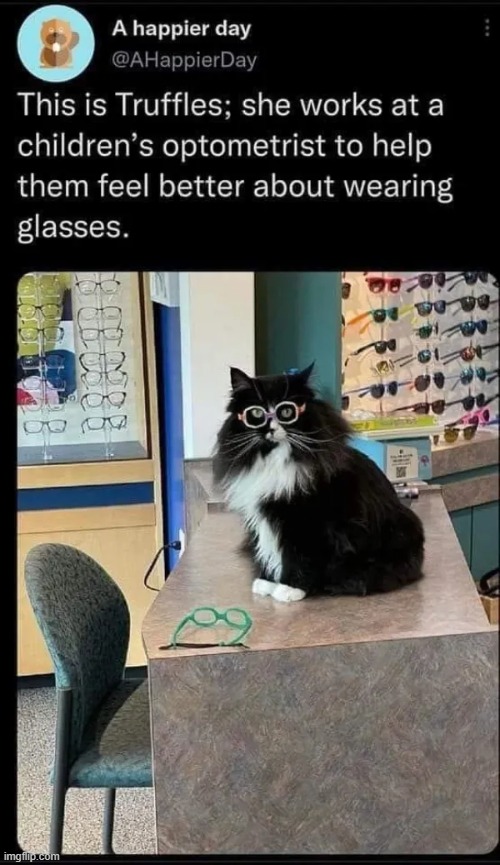 Seeing is believing | image tagged in eyeglasses,glasses,cute cat,cats,understand,children | made w/ Imgflip meme maker