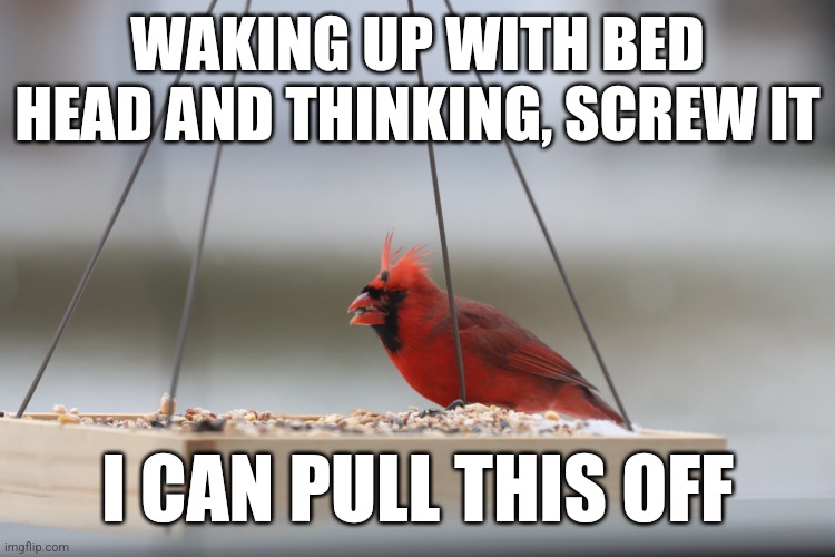 Bed Head | WAKING UP WITH BED HEAD AND THINKING, SCREW IT; I CAN PULL THIS OFF | image tagged in bed head,cardinals,feathers,funny memes,meme,birds | made w/ Imgflip meme maker