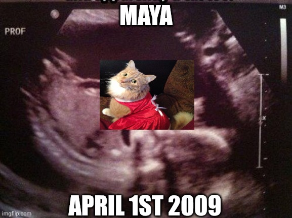 Maya ultrasound | MAYA; APRIL 1ST 2009 | image tagged in fetus cat ultrasound | made w/ Imgflip meme maker