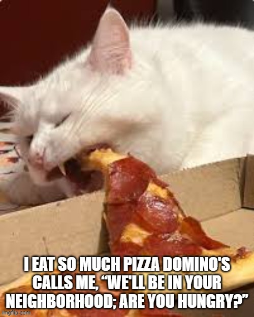 Pizza call | image tagged in smudge the cat | made w/ Imgflip meme maker