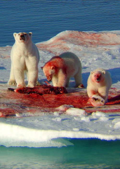 polar bears dining Blank Meme Template