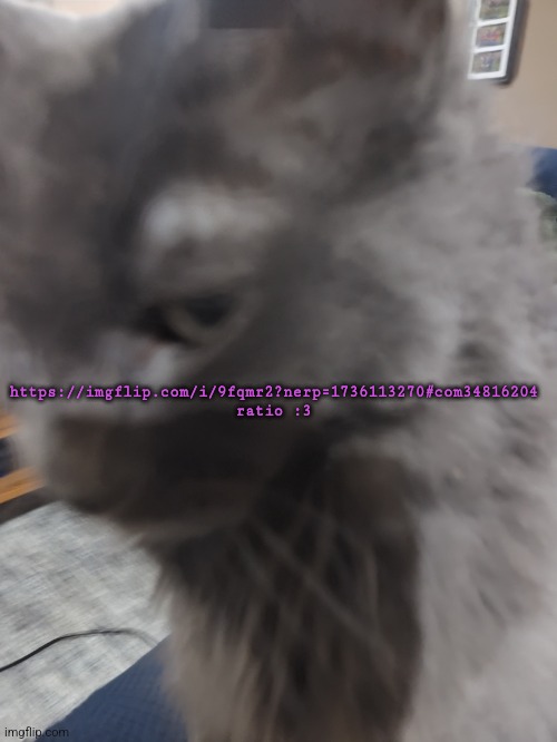 32's Cat | https://imgflip.com/i/9fqmr2?nerp=1736113270#com34816204

ratio :3 | image tagged in 32's cat | made w/ Imgflip meme maker