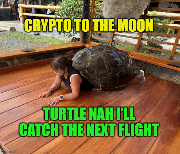 Need to find my passport | CRYPTO TO THE MOON; TURTLE NAH I’LL CATCH THE NEXT FLIGHT | image tagged in tortuela,crypto,jailbreak,moonbois,galapagos,wtf | made w/ Imgflip meme maker