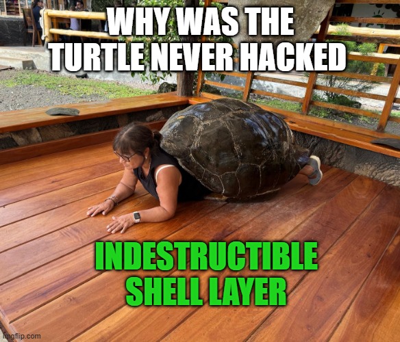 Tortuela | WHY WAS THE TURTLE NEVER HACKED; INDESTRUCTIBLE SHELL LAYER | image tagged in tortuela | made w/ Imgflip meme maker