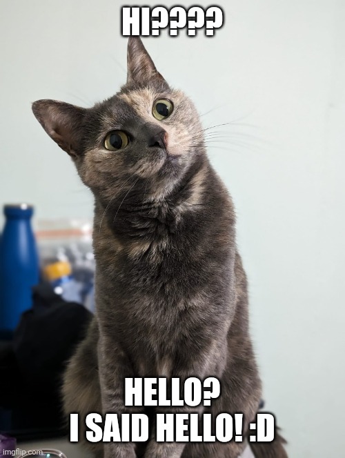 I want attention! | HI???? HELLO?

I SAID HELLO! :D | image tagged in cat,funny | made w/ Imgflip meme maker