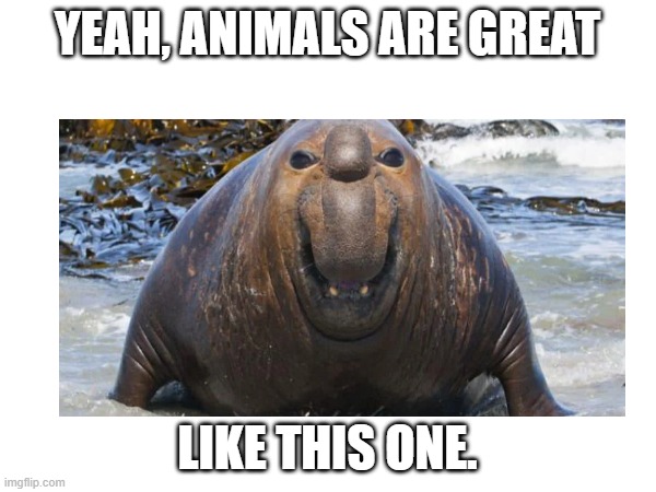 Walrus lel | YEAH, ANIMALS ARE GREAT LIKE THIS ONE. | image tagged in walrus | made w/ Imgflip meme maker