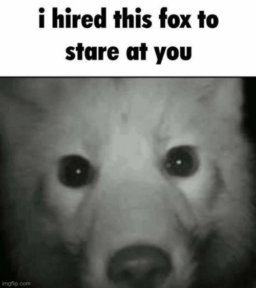 I hired this Fox to stare at you | image tagged in i hired this fox to stare at you | made w/ Imgflip meme maker