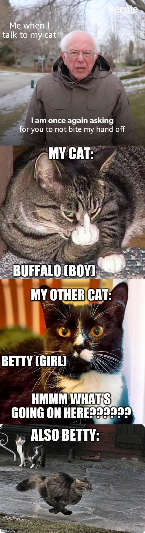 Me when I talk to my cat; for you to not bite my hand off; MY CAT:; BUFFALO (BOY); MY OTHER CAT:; BETTY (GIRL); HMMM WHAT'S GOING ON HERE?????? ALSO BETTY: | image tagged in memes,bernie i am once again asking for your support,cat middle finger,beautiful cat,funny running cat | made w/ Imgflip meme maker