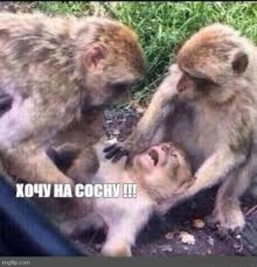 хочу на сосну | made w/ Imgflip meme maker