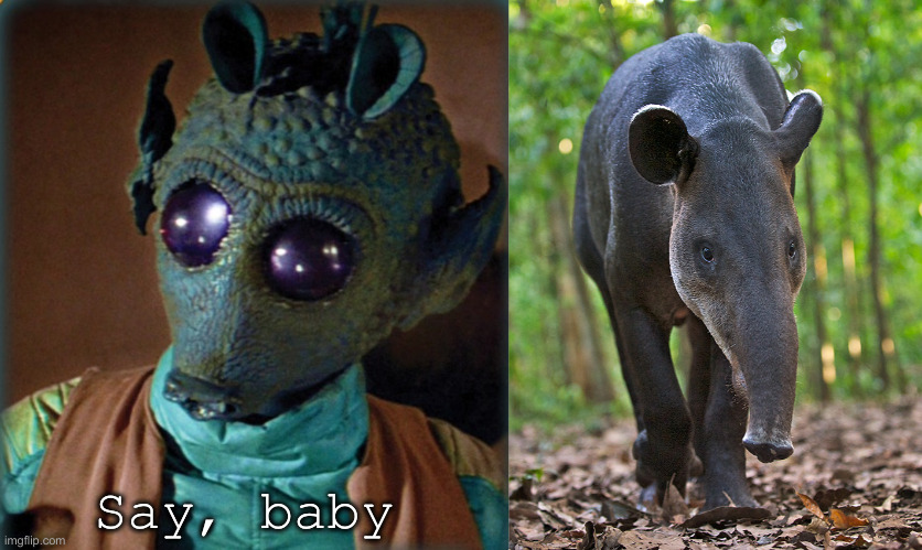 Say, baby | image tagged in greedo say what,tapir | made w/ Imgflip meme maker